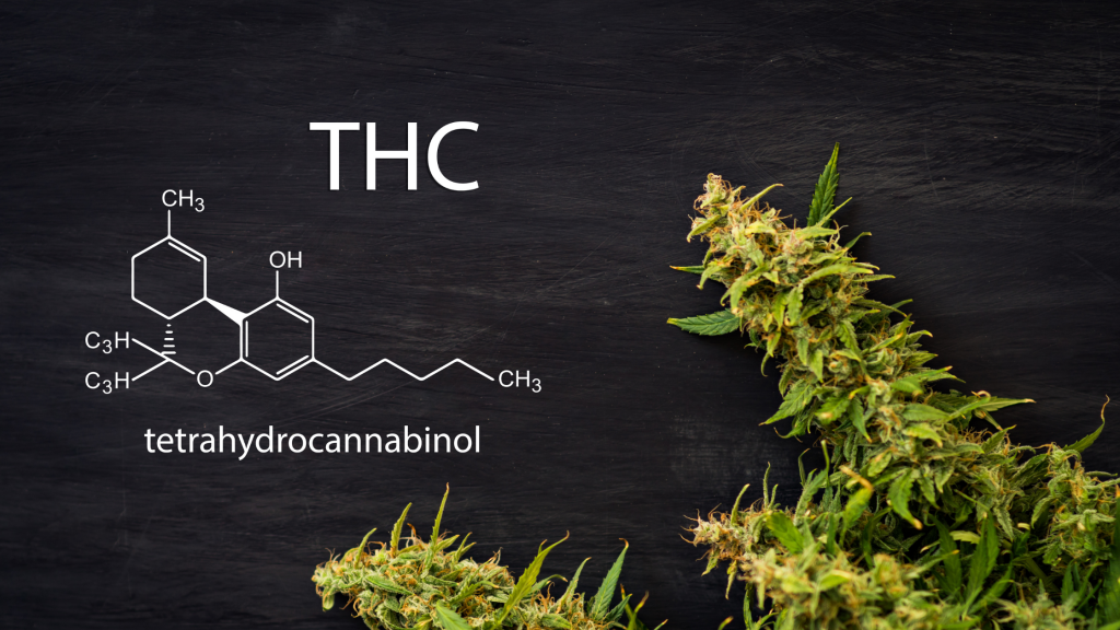THC Vs THCA | What is the Difference Between the Two? THC Vs THCA | What is the Difference Between the Two?